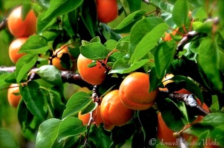 Eat the apricots? ... We'll never know ...
