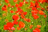 Granny loved poppies. Perhaps they reminded her of her brother who was killed in the Second World War ...